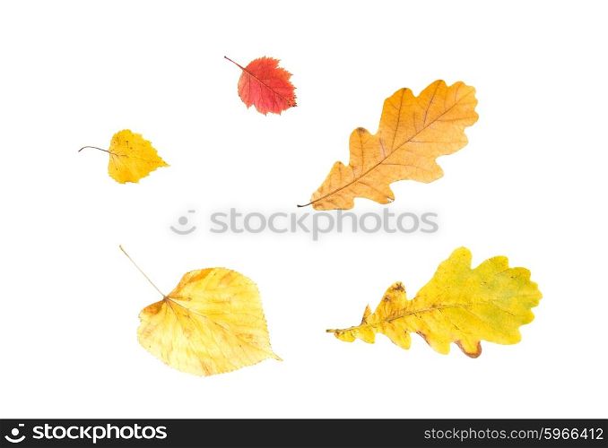 nature, season, autumn and botany concept - set of different fallen autumn leaves