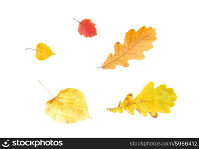 nature, season, autumn and botany concept - set of different fallen autumn leaves