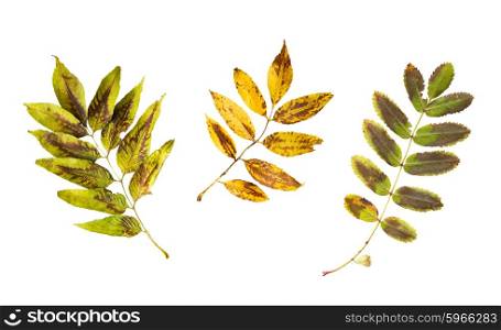 nature, season, autumn and botany concept - set of dry fallen ash and rowan tree leaves