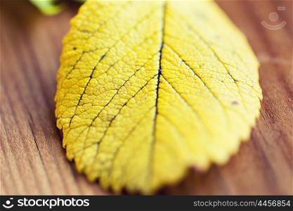 nature, season, autumn and fall concept - close up of yellow autumn leaf on wooden table