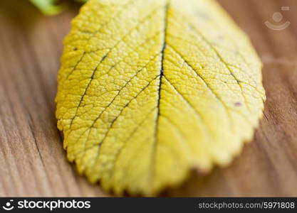 nature, season, autumn and fall concept - close up of yellow autumn leaf on wooden table