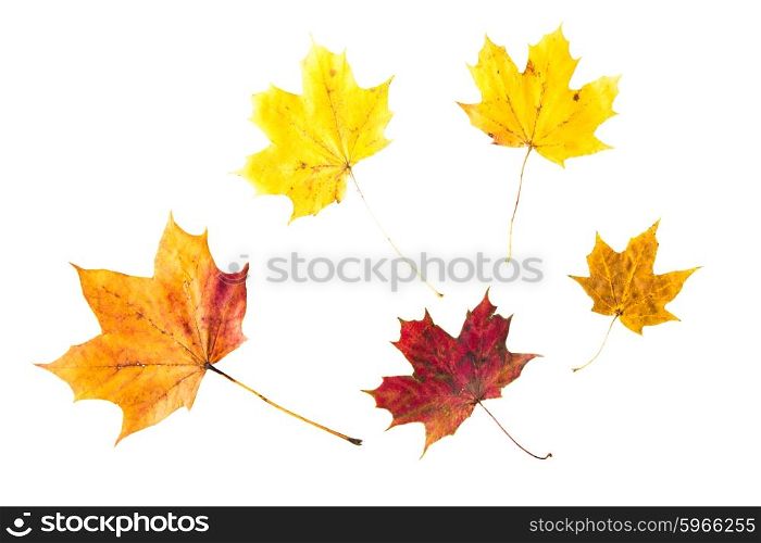 nature, season, autumn, color palette and botany concept - dry fallen maple leafs