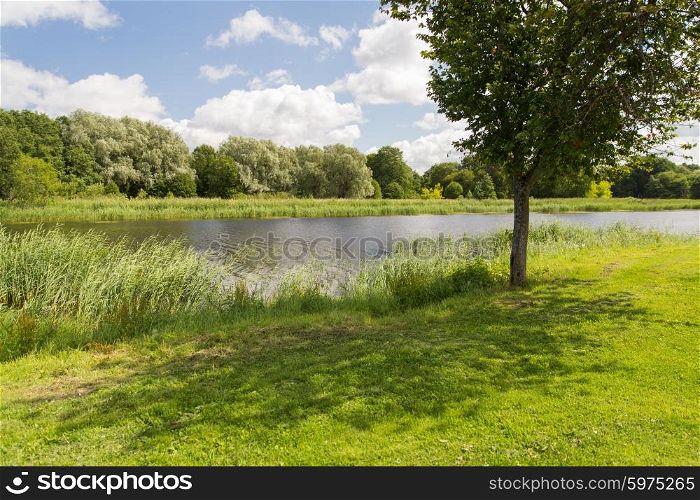 nature, season, landscape and environment concept - summer field and trees