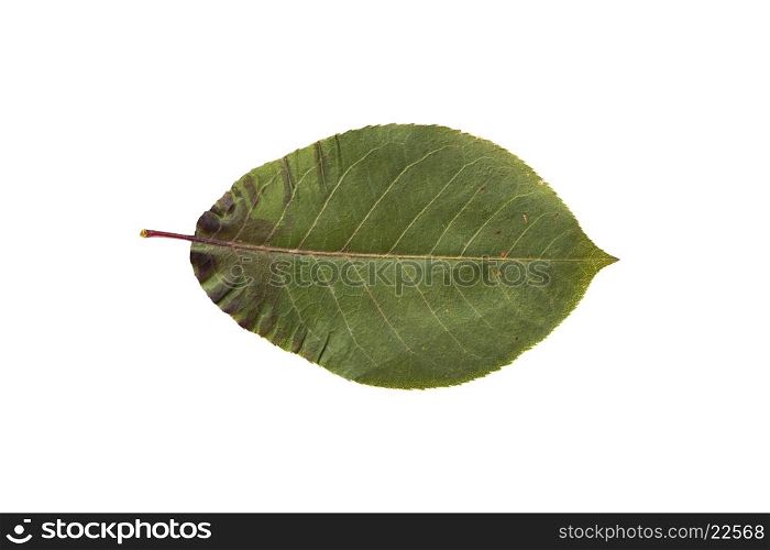 nature, season, summer and botany concept - dry green chokeberry tree leaf