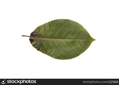 nature, season, summer and botany concept - dry green chokeberry tree leaf