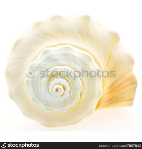 Nature skeleton shell, isolated on white background