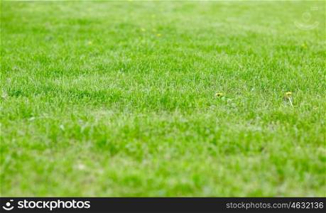 nature, summer and background concept - close up of lawn or meadow with mown grass