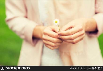 nature, summer and people concept - close up of woman hands with daisy flower