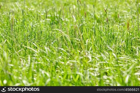 nature, summer, environment and flora concept - grass growing on meadow or field