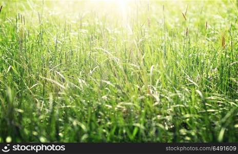 nature, summer, environment and flora concept - grass growing on meadow or field. grass growing on meadow or field. grass growing on meadow or field
