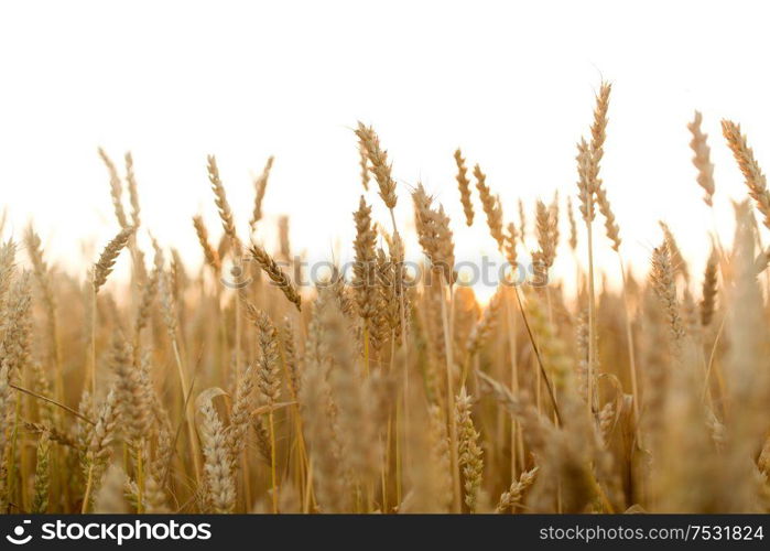 nature, summer, harvest and agriculture concept - cereal field with ripe wheat spikelets. cereal field with ripe wheat spikelets