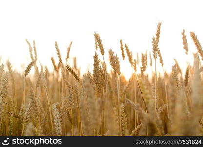 nature, summer, harvest and agriculture concept - cereal field with ripe wheat spikelets. cereal field with ripe wheat spikelets