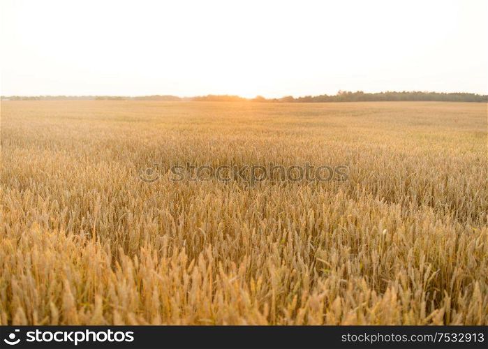 nature, summer, harvest and agriculture concept - cereal field with ripe wheat spikelets. cereal field with ripe wheat spikelets