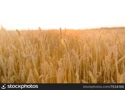 nature, summer, harvest and agriculture concept - cereal field with ripe wheat spikelets. cereal field with ripe wheat spikelets