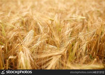 nature, summer, harvest and agriculture concept - cereal field with spikelets of ripe rye or wheat