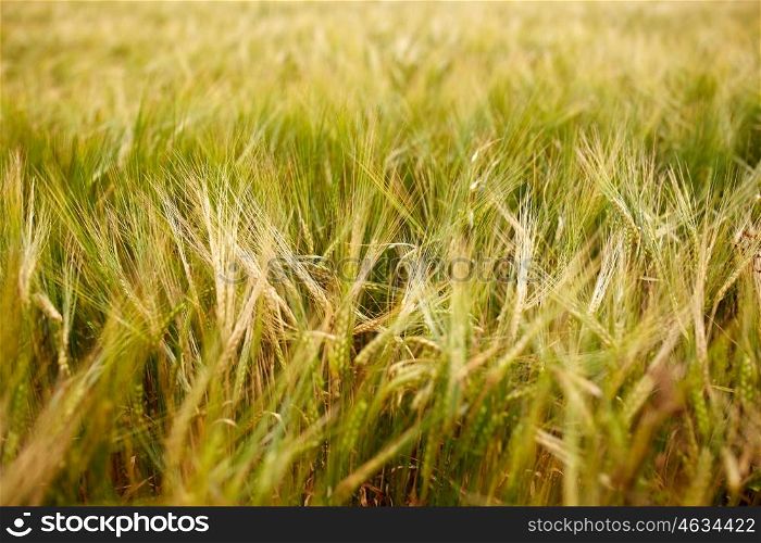nature, summer, harvest and agriculture concept - cereal field with spikelets of ripe rye or wheat