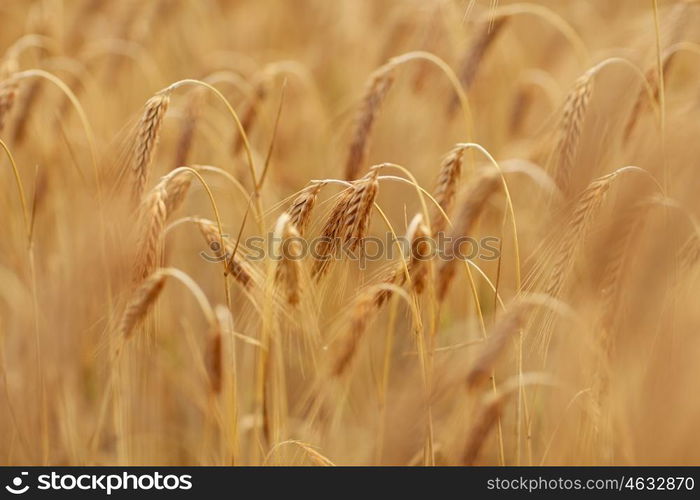 nature, summer, harvest and agriculture concept - close up of cereal field with spikelets of ripe rye or wheat