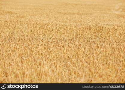 nature, summer, harvest and agriculture concept - close up of cereal field with spikelets of ripe rye or wheat