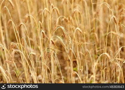 nature, summer, harvest and agriculture concept - close up of cereal field with spikelets of ripe rye or wheat