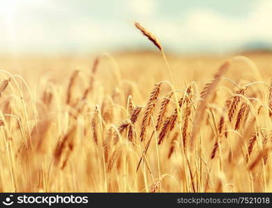 nature, summer, harvest and agriculture concept - close up of cereal field with spikelets of ripe rye or wheat. cereal field with spikelets of ripe rye or wheat