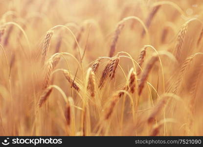 nature, summer, harvest and agriculture concept - close up of cereal field with spikelets of ripe rye or wheat. cereal field with spikelets of ripe rye or wheat