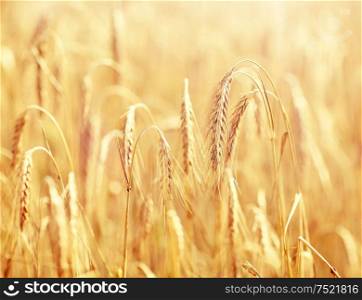 nature, summer, harvest and agriculture concept - close up of cereal field with spikelets of ripe rye or wheat. cereal field with spikelets of ripe rye or wheat