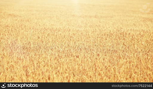 nature, summer, harvest and agriculture concept - close up of cereal field with spikelets of ripe rye or wheat. cereal field with spikelets of ripe rye or wheat