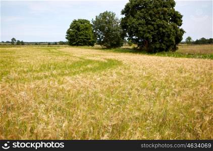 nature, summer, landscape, harvest and agriculture concept - cereal field with spikelets of ripe rye or wheat