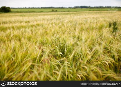 nature, summer, landscape, harvest and agriculture concept - cereal field with spikelets of ripe rye or wheat