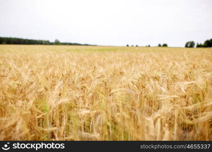 nature, summer, landscape, harvest and agriculture concept - cereal field with spikelets of ripe rye or wheat