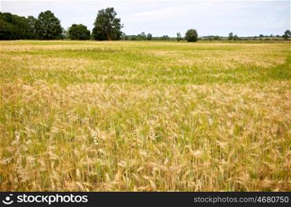 nature, summer, landscape, harvest and agriculture concept - cereal field with spikelets of ripe rye or wheat