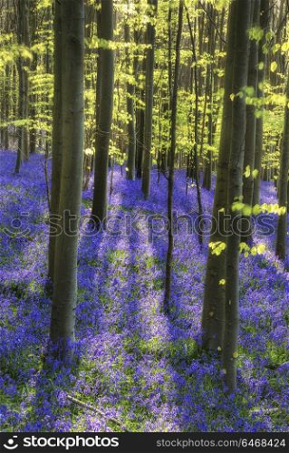 Nature. Sun beams through beech trees over bluebells landscape at sunrise in Spring