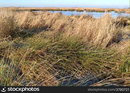 Nature teserve the Green Jonker with water and grassland in The Netherlands.