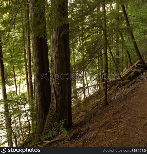 Nature trails in British Columbia. Canada