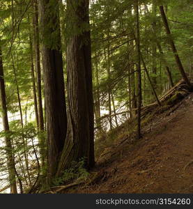 Nature trails in British Columbia. Canada