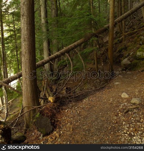 Nature trails in British Columbia. Canada