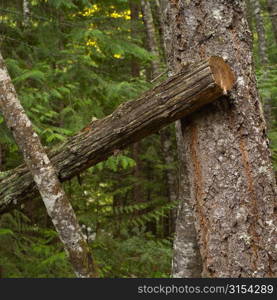 Nature trails in British Columbia. Canada