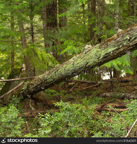 Nature trails in British Columbia. Canada