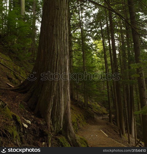 Nature trails in British Columbia. Canada