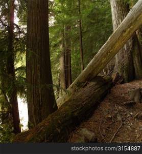 Nature trails in British Columbia. Canada