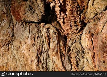 nature tree bark surface texture