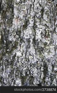 Nature Tree bark texture background