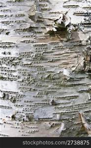 Nature Tree bark texture background closeup