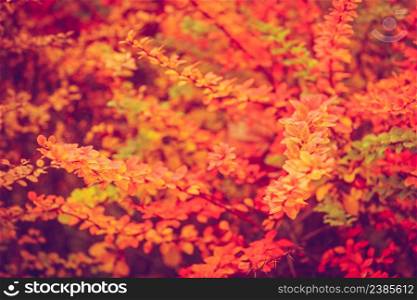 Nature vegetation outdoor concept. Autumnal branches in sun. Golden leaves on branch surrounded by sunlight during fall season.. Autumnal branches in sun.