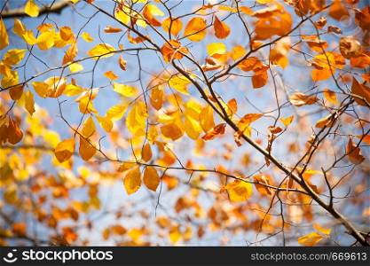 Nature vegetation outdoor concept. Autumnal branches in sun. Golden leaves on branch surrounded by sunlight during fall season.. Autumnal branches in sun.