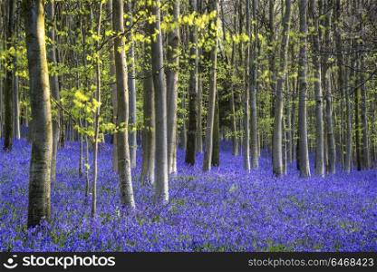 Nature. Vibrant Bluebell landscape in Spring beech tree forest at sunrise