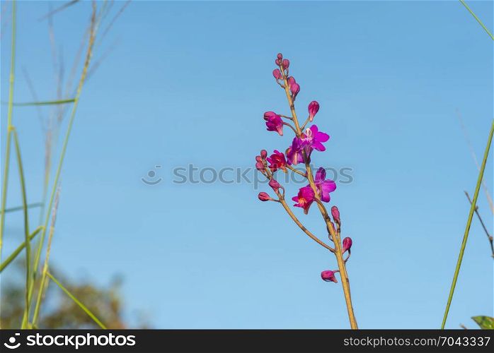 nature view of flower in tropical forest under sunlight. Natural greenery plants landscape to be used as a background or wallpaper.