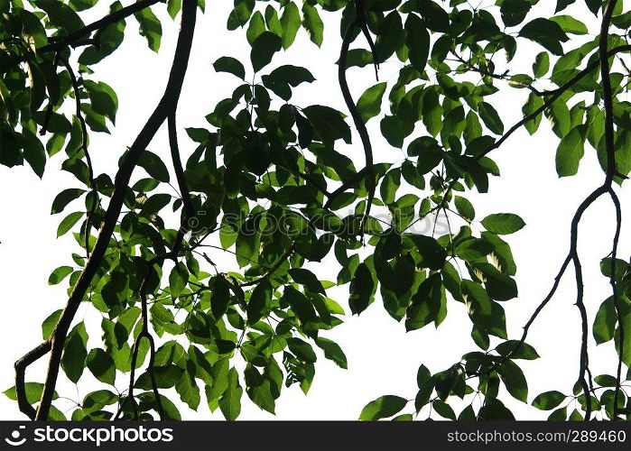 nature view of green leaf isolated on white background. nature background.