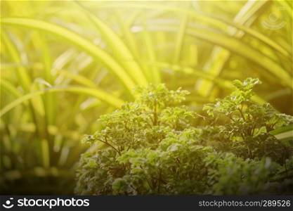 nature view of green leaf. nature background.