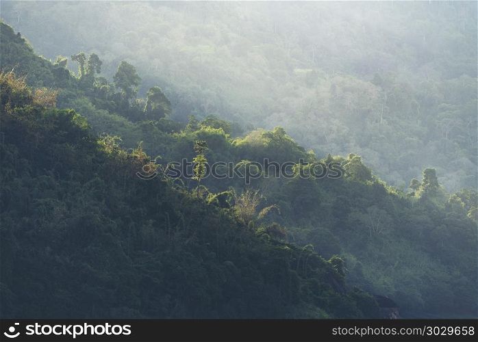 Nature view of tropical forest, Khao Yai National Park, Thailand, vintage filter image
